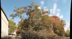 Fall foliage on the campus of Northern Virginia Community College