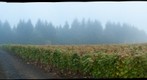 Ardiri Winery in the fog