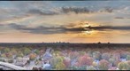 fall leaves