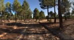 Pinar cercano a Cantalejo (Segovia)
