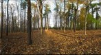 Dairy Bush GigaPan - 114 - November 02  2011