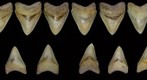 Partial Associated Megalodon Dentition