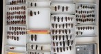 Cerambycidae 1