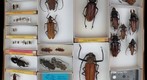 Cerambycidae 2