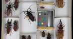 Cerambycidae 3