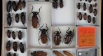 Cerambycidae 4