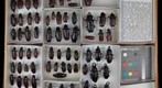 Cerambycidae 5