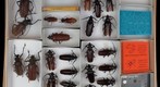 Cerambycidae 6