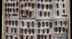 Cerambycidae 8