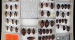 Cerambycidae 9