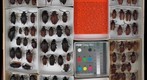Cerambycidae 10