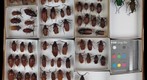 Cerambycidae 11