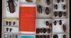 Cerambycidae 12