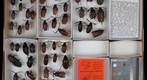 Cerambycidae 13