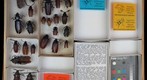 Cerambycidae 14