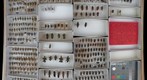 Cerambycidae 15