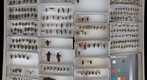Cerambycidae 17