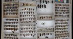Cerambycidae 19