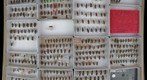 Cerambycidae 20