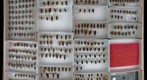 Cerambycidae 21