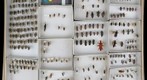 Cerambycidae 23