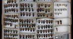 Cerambycidae 24