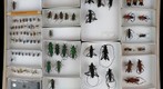 Cerambycidae 25