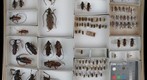 Cerambycidae 27