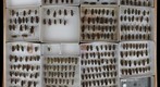 Cerambycidae 28