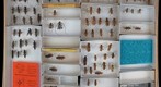Cerambycidae 32