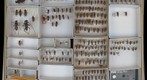 Cerambycidae 33