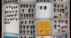 Cerambycidae 35