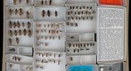 Cerambycidae 36
