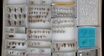 Cerambycidae 37