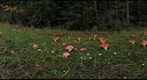 Amanita muscaria