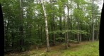 New England Back Yard - Dead birch tree