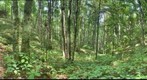 Appalachian Trail #3