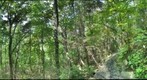 Appalachian Trail #5