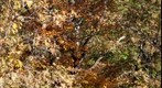 Middlesex Fells Tree