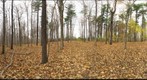 Dairy Bush GigaPan - 115 - November 02 2011