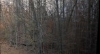 Lookin' Out My Back Door