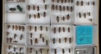 Cerambycidae 39