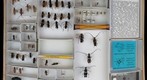 Cerambycidae 40