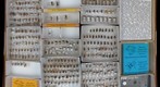 Cerambycidae 41