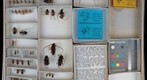 Cerambycidae 42