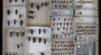 Cerambycidae 43