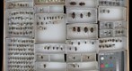 Cerambycidae 44