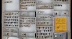 Cerambycidae 45