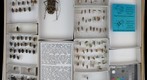Cerambycidae 46
