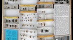 Cerambycidae 48